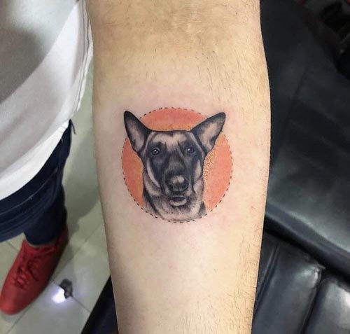 dog with orange backdrop