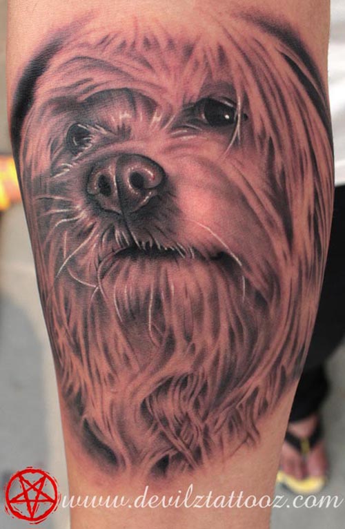 shih tzu tattoo design