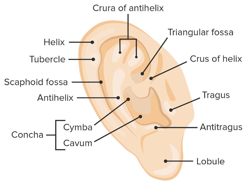Ear Piercing Types Names diagram